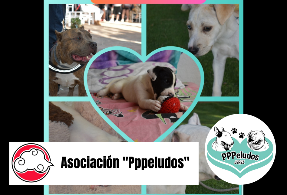 SMJ22-Pppludos-Banner