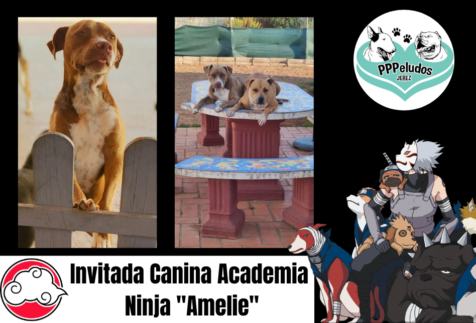 SMJ22-Invitada-Canina-Academia-Ninja-Amelie-Banner