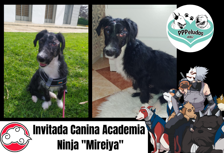 SMJ22-Invitada-Canina-Academia-Ninja-Mireiya-Banner