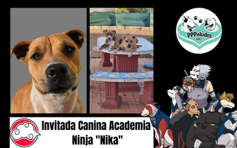 Invitada Academia Ninja Canina “Nika”